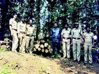 ಹೂತಿಟ್ಟಿದ್ದ  ಸಾಗವಾನಿ ನಾಟು ವಶ