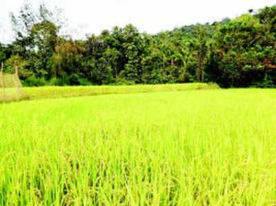 ಅತಿವೃಷ್ಟಿ ನಡುವೆ ಭತ್ತದ ವೈಭವ