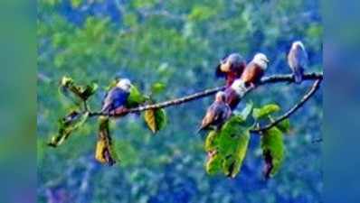 ಮುಂಡಿಗೆಕೆರೆ ಪಕ್ಷಿಧಾಮದಲ್ಲಿ ಪಕ್ಷಿಗಳ ಕಲರವ