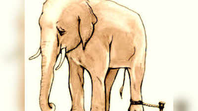 बंधे हुए हाथी