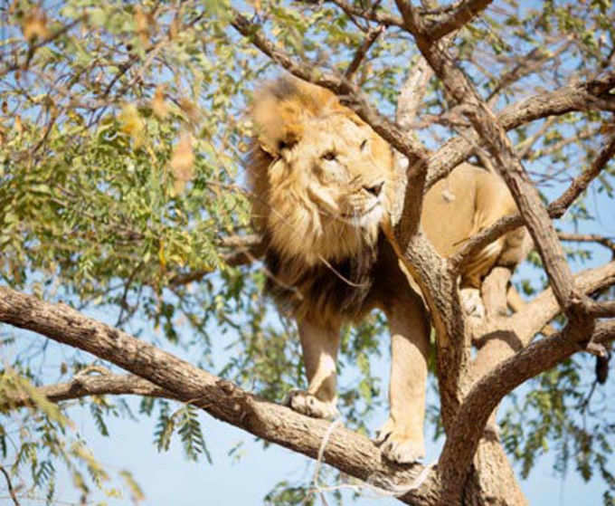 पेड़ पर चढ़ा शेर