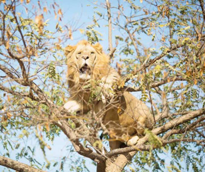 पेड़ पर चढ़ा शेर