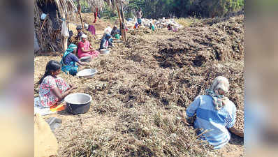 ಶೇಂಗಾ ಬಿಡಿಸೋಕೆ ಕೂಲಿಗಾರರು ಸಿಕ್ತಿಲ್ಲ