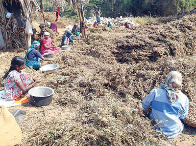 ಶೇಂಗಾ ಬಿಡಿಸೋಕೆ ಕೂಲಿಗಾರರು ಸಿಕ್ತಿಲ್ಲ