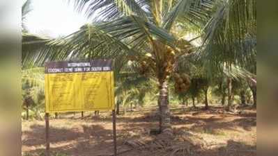 ಕಿದುವಿನಲ್ಲಿ ತೆಂಗು ಅಭಿವದ್ಧಿಯ ಜೀನ್ ಬ್ಯಾಂಕ್