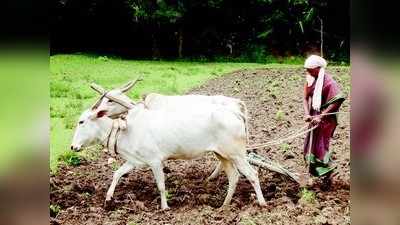 ಅಕ್ಕಂದಿರ ಕೃಷಿ ಅಕ್ಕರೆ