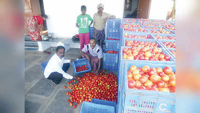 ದರ ಕುಸಿತ, ಟೊಮೇಟೊ ಬೆಳೆಗಾರ ಕಂಗಾಲು