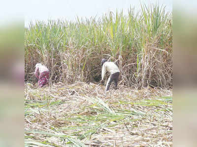 ಕಬ್ಬು ಕಟಾವುಗಾರರ ಬದುಕು ಕಹಿ