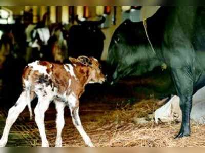 ಆಕಳಿಗೆ ಕಾಡುವ ಮಿಲ್ಕ ಫೀವರ್