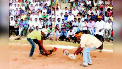 ಜನಾಕರ್ಷಿಸಿದ ಕೋಳಿ ಕಾಳಗ