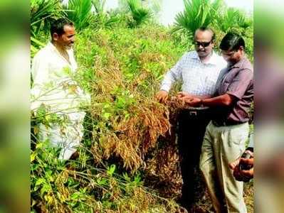 ಅಡಕೆ ತೋಟದ ಮಧ್ಯೆ ಮಿಶ್ರ ಬೆಳೆ ತೊಗರಿಯ ಅಬ್ಬರ