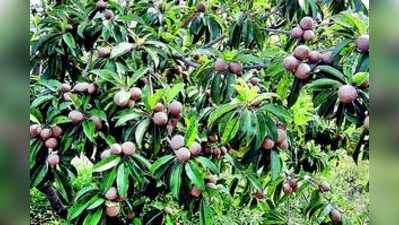 ಕಡಿಮೆ ನೀರಿನಲ್ಲೂ ಹುಲುಸಾದ ಹಣ್ಣುಗಳು