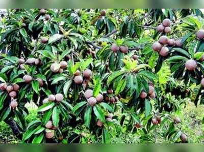 ಕಡಿಮೆ ನೀರಿನಲ್ಲೂ ಹುಲುಸಾದ ಹಣ್ಣುಗಳು