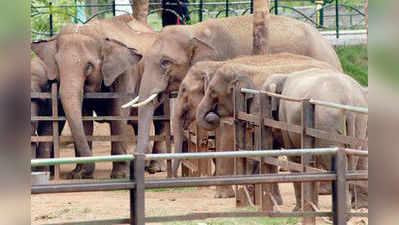 ಮೈಸೂರು ಮೃಗಾಲಯದ ಆನೆಗಳು ಇನ್ನು ನಿರಾಳ