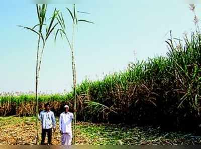 ಎಂ ಎ ಪದವೀಧರನ ದಾಖಲೆ ಕಬ್ಬು ಬೆಳೆ