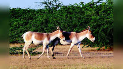 ಕಾಡು ಕತ್ತೆ ಅಭಯಾರಣ್ಯ