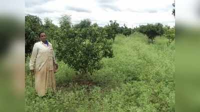 ಗಟ್ಟಿ ಕಲ್ಲಿನ ನೆಲದಲ್ಲಿ ಖರ್ಜೂರ ಕಾರಖಾನೆ