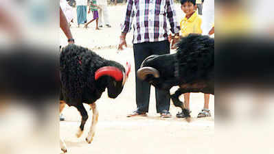 ಜನರ ಮನರಂಜಿಸಿದ ಟಗರು ಕಾಳಗ