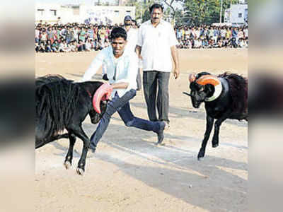 ಹಬ್ಬದ ಅಬ್ಬರಕ್ಕೆ ಟಗರು ಕಾಳಗದ ಮೆರಗು