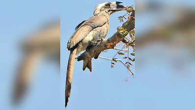 ಹಾರ್ನಬಿಲ್‌ಗಳ ಕಲರವ ಇನ್ನು ನಿರಂತರ