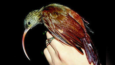 ಪಕ್ಷಿನೋಟ: ಕೆಂಪು ಕತ್ತಿ ಕೊಕ್ಕು (Red-billed scythebill)