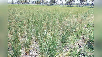 ನೀರಾವರಿ ಭತ್ತದ ಬೆಳೆಗೆ ಸೊಳ್ಳೆ ಕಾಟ