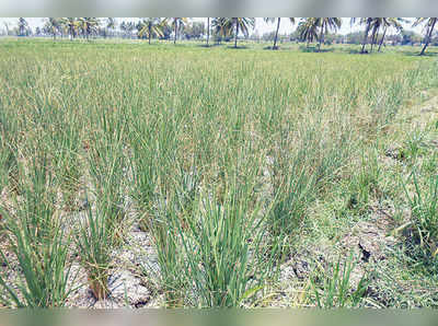 ನೀರಾವರಿ ಭತ್ತದ ಬೆಳೆಗೆ ಸೊಳ್ಳೆ ಕಾಟ