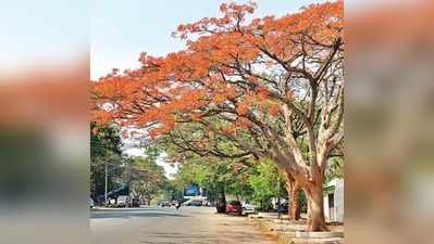 ರಸ್ತೆಗೆ  ಗುಲ್‌ಮೊಹರ್ ಅಲಂಕಾರ!