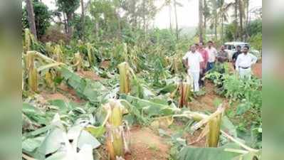 ಬಿರುಗಾಳಿ: ಗಂಗನಾಡು ಗ್ರಾಮದಲ್ಲಿ ರಬ್ಬರ್, ಬಾಳೆ ನಾಶ