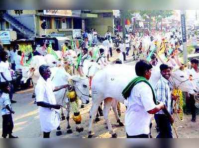 ಬಸವ ಜಯಂತಿ: ಜೋಡೆತ್ತು ಮೆರವಣಿಗೆ