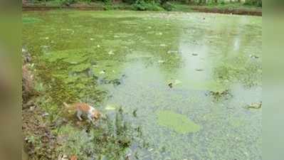 ಜಪ್ಪಿನಮೊಗರು ಕರ್ಬಿಕೆರೆಯಲ್ಲಿ ಮೀನುಗಳ ಮಾರಣಹೋಮ