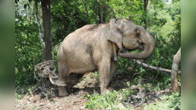 ಎರಡು ಕಾಡಾನೆ ಸೆರೆ