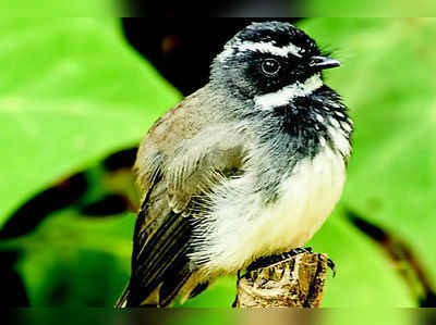 ಪಕ್ಷಿನೋಟ: ಬೀಸಣಿಕೆ ನೊಣಹಿಡುಕ (White-throated Fantail)