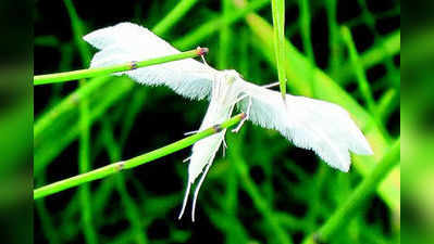 ಕೀಟ ಮಾಟ: ಗರಿ ಪತಂಗ (Plume Moth)