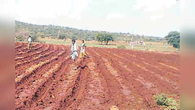 ಮಳೆ ಬಾರದೆ ಹತ್ತಿ ಬಿತ್ತಿದ ರೈತ ಕಂಗಾಲು