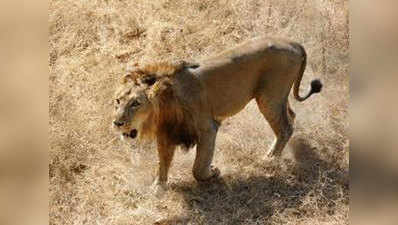 एशियाई शेरों के निवास क्षेत्रों में ट्रेन की गति घटाने पर सहमति