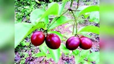 ಕರಂಡೆ ಸಿಹಿಗಾಳಿ