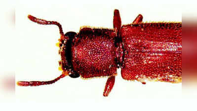 ಕೀಟ-ಮಾಟ: ಮರದಹೊಟ್ಟು  ದುಂಬಿಗಳು (Powderpost beetles)