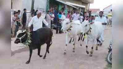 ಜಾನುವಾರು ಹಬ್ಬದಲ್ಲಿ ಅನ್ನದಾತನ ಸಂಭ್ರಮ