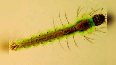 ಕೀಟ-ಮಾಟ: ಸೊಳ್ಳೆ ಮರಿ MosquitO Larva ( Wigglers)
