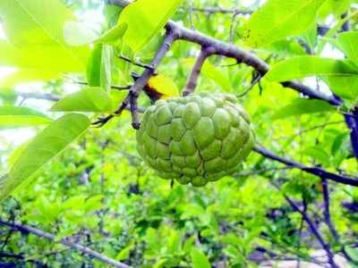 ಅರಣ್ಯ ಉತ್ಪನ್ನ ಕುಸಿತ