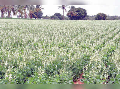 ಸಮೃದ್ಧ ಅವರೆ ಬೆಳೆ