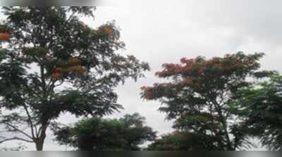 ಮುರಗೋಡ: ಕಣ್ಮನ ಸೆಳೆಯುವ ಗುಲ್‌ಮೊಹರ್
