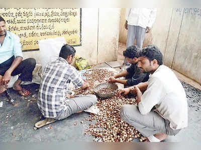 ಒಂದೊಂದು ಗ್ರಾಂ ಅಡಕೆಗೂ ಚಿನ್ನದ ಬೆಲೆ !