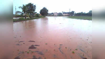 ಹೊಲದಲ್ಲಿ ಸಂಗ್ರಹಗೊಂಡ ಮಳೆ ನೀರು