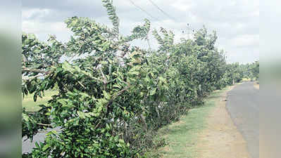 ಬೆಳೆದ ಮರಗಳ ಬಲಿ