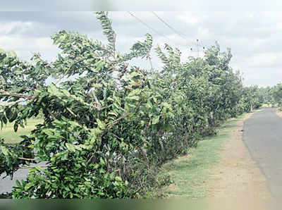 ಬೆಳೆದ ಮರಗಳ ಬಲಿ