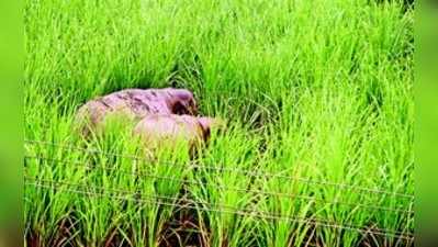 ಖಾನಾಪುರಕ್ಕೆ ನುಗ್ಗಿದ ಆನೆಗಳು