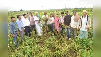 ಅಂಜದಿರಿ ಆಲೂ ರೋಗಕ್ಕೆ: ಅಭಯ