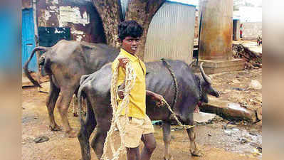 ಶಾಲೆ ಬಿಟ್ಟು ದನ ಕಾಯುವ ಮಕ್ಕಳು